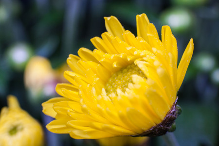 Yellow flower lawn daisy dandelion or better known as Bellis Perenniの写真素材