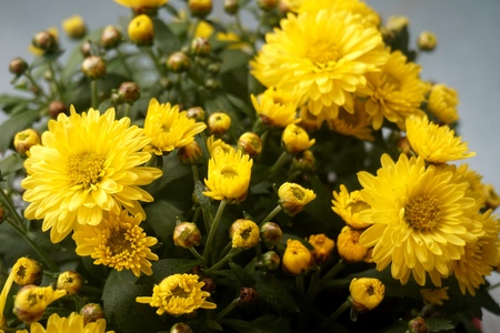 Yellow flower lawn daisy dandelion or better known as Bellis Perenniの写真素材