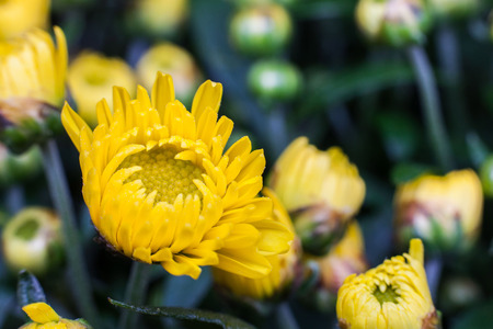 Yellow flower lawn daisy dandelion or better known as Bellis Perenniの写真素材