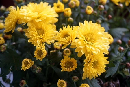 Yellow flower lawn daisy dandelion or better known as Bellis Perenniの写真素材