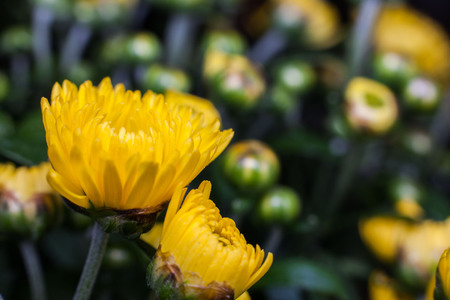 Yellow flower lawn daisy dandelion or better known as Bellis Perenniの写真素材