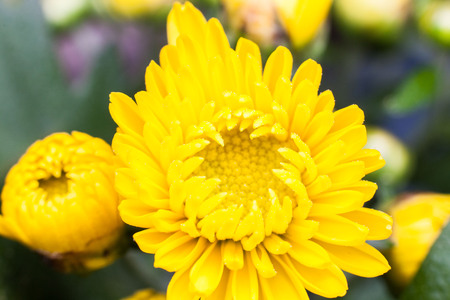 Yellow flower lawn daisy dandelion or better known as Bellis Perenniの写真素材