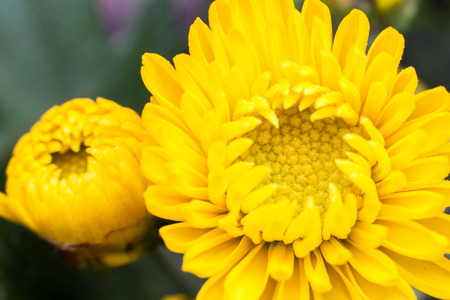 Yellow flower lawn daisy dandelion or better known as Bellis Perenniの写真素材