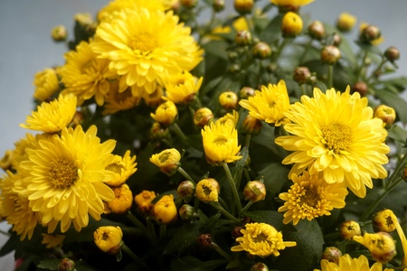 Yellow flower lawn daisy dandelion or better known as Bellis Perenniの写真素材