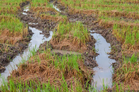 Harvested wet farm texture for blur backgroundの写真素材