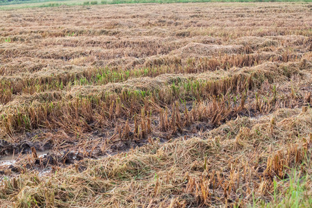 Harvested wet farm texture for blur backgroundの写真素材