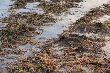 Harvested wet farm texture for blur backgroundの写真素材