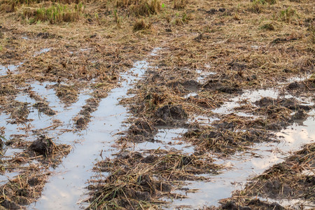 Harvested wet farm texture for blur backgroundの写真素材