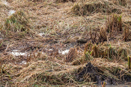 Harvested wet farm texture for blur backgroundの写真素材