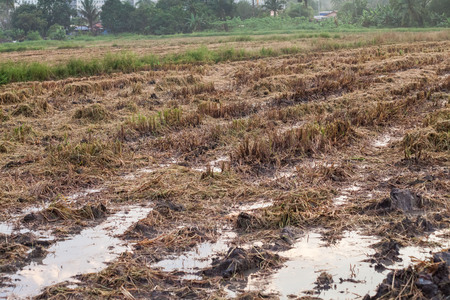 Harvested wet farm texture for blur backgroundの写真素材