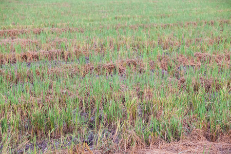 Harvested wet farm texture for blur backgroundの写真素材
