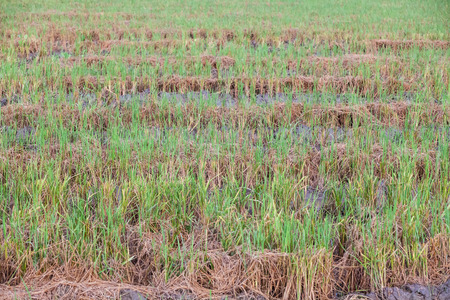 Harvested wet farm texture for blur backgroundの写真素材