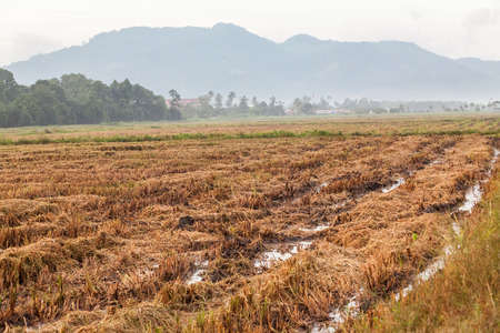 Harvested wet farm texture for blur backgroundの写真素材