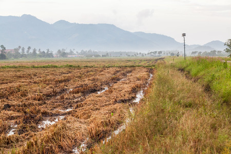 Harvested wet farm texture for blur backgroundの写真素材