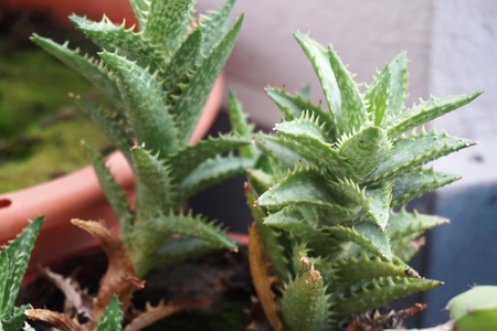 Close up view of real thorny cactus for home gardening conceptの写真素材