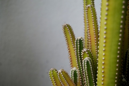 Close up view of real thorny cactus for home gardening conceptの写真素材