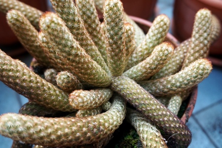 Close up view of real thorny cactus for home gardening conceptの写真素材