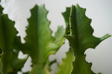 Close up view of real thorny cactus for home gardening conceptの写真素材