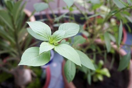 Close up view of real Basil Leaves herb plant for home gardening and food photoの写真素材