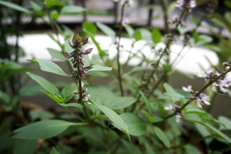 Close up view of real Basil Leaves herb plant for home gardening and food photoの写真素材