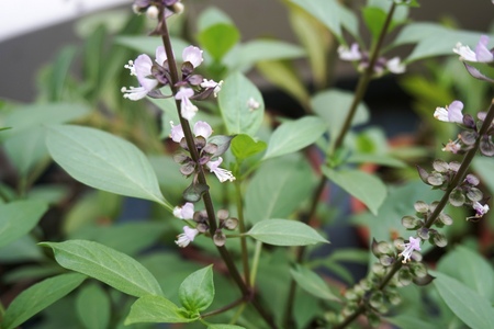 Close up view of real Basil Leaves herb plant for home gardening and food photoの写真素材