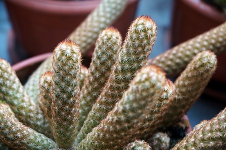 Close up view of real thorny cactus for home gardening conceptの写真素材