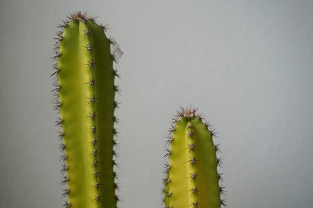 Close up view of real thorny cactus for home gardening conceptの写真素材