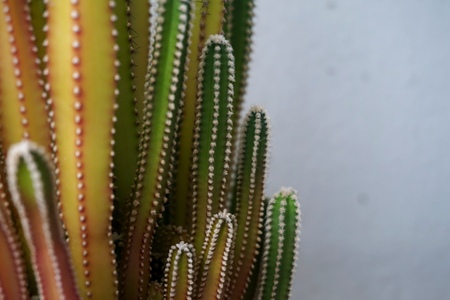 Close up view of real thorny cactus for home gardening conceptの写真素材