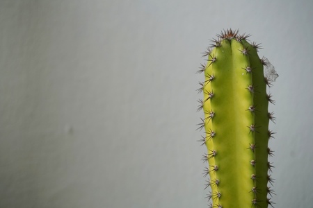 Close up view of real thorny cactus for home gardening conceptの写真素材