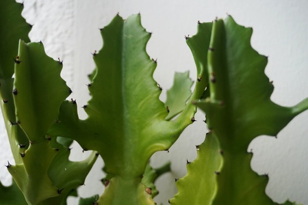 Close up view of real thorny cactus for home gardening conceptの写真素材