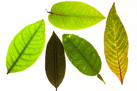 Green leaves with isolated white background for medical conceptual and text adding commercialの写真素材