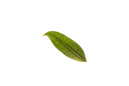 Green leaves with isolated white background for medical conceptual and text adding commercial