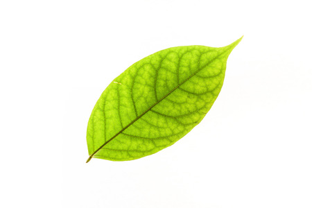 Green leaves with isolated white background for medical conceptual and text adding commercialの写真素材