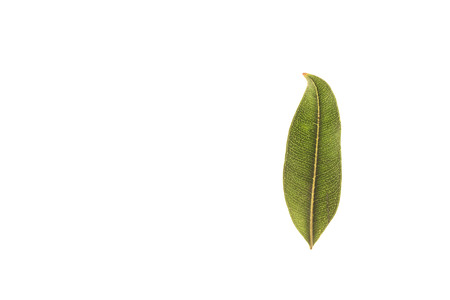 Green leaves with isolated white background for medical conceptual and text adding commercialの写真素材