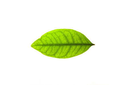 Green leaves with isolated white background for medical conceptual and text adding commercialの写真素材