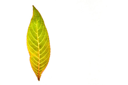 Green leaves with isolated white background for medical conceptual and text adding commercialの写真素材