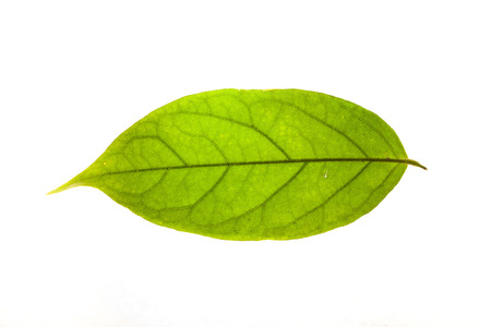 Green leaves with isolated white background for medical conceptual and text adding commercialの写真素材
