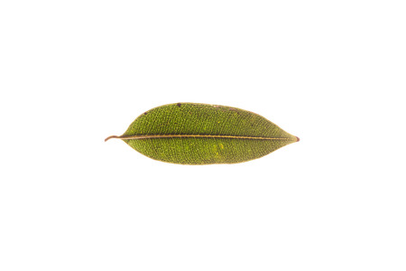 Green leaves with isolated white background for medical conceptual and text adding commercialの写真素材