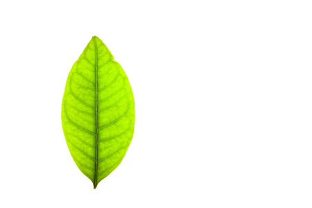 Green leaves with isolated white background for medical conceptual and text adding commercialの写真素材