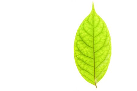 Green leaves with isolated white background for medical conceptual and text adding commercialの写真素材