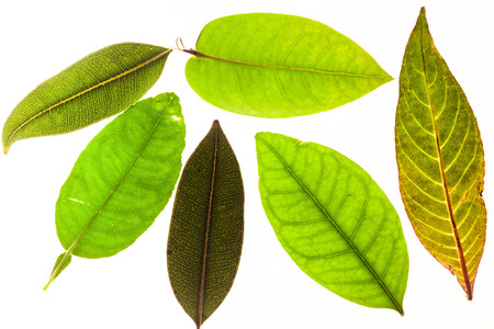 Green leaves with isolated white background for medical conceptual and text adding commercialの写真素材