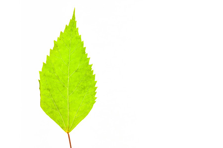 Green leaves with isolated white background for medical conceptual and text adding commercialの写真素材
