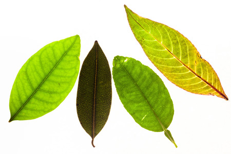 Green leaves with isolated white background for medical conceptual and text adding commercialの写真素材