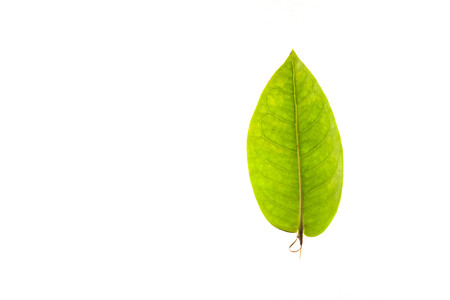 Green leaves with isolated white background for medical conceptual and text adding commercialの写真素材