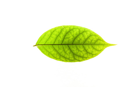 Green leaves with isolated white background for medical conceptual and text adding commercialの写真素材