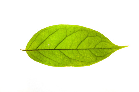 Green leaves with isolated white background for medical conceptual and text adding commercialの写真素材