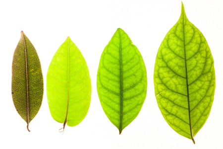 Green leaves with isolated white background for medical conceptual and text adding commercialの写真素材