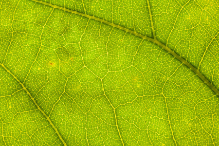 Blur green leaf texture for background indicating love for mother nature and pollution freeの写真素材
