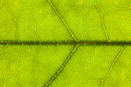 Blur green leaf texture for background indicating love for mother nature and pollution freeの写真素材