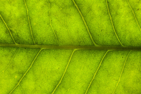 Blur green leaf texture for background indicating love for mother nature and pollution freeの写真素材